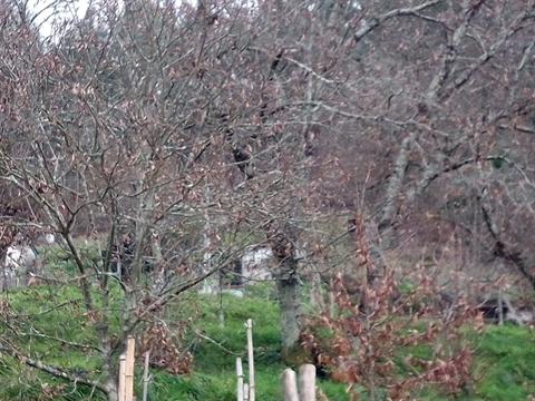 Terreno